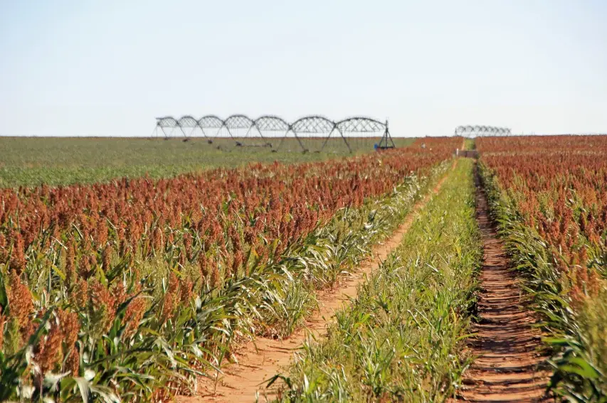 Texas maize irrigation